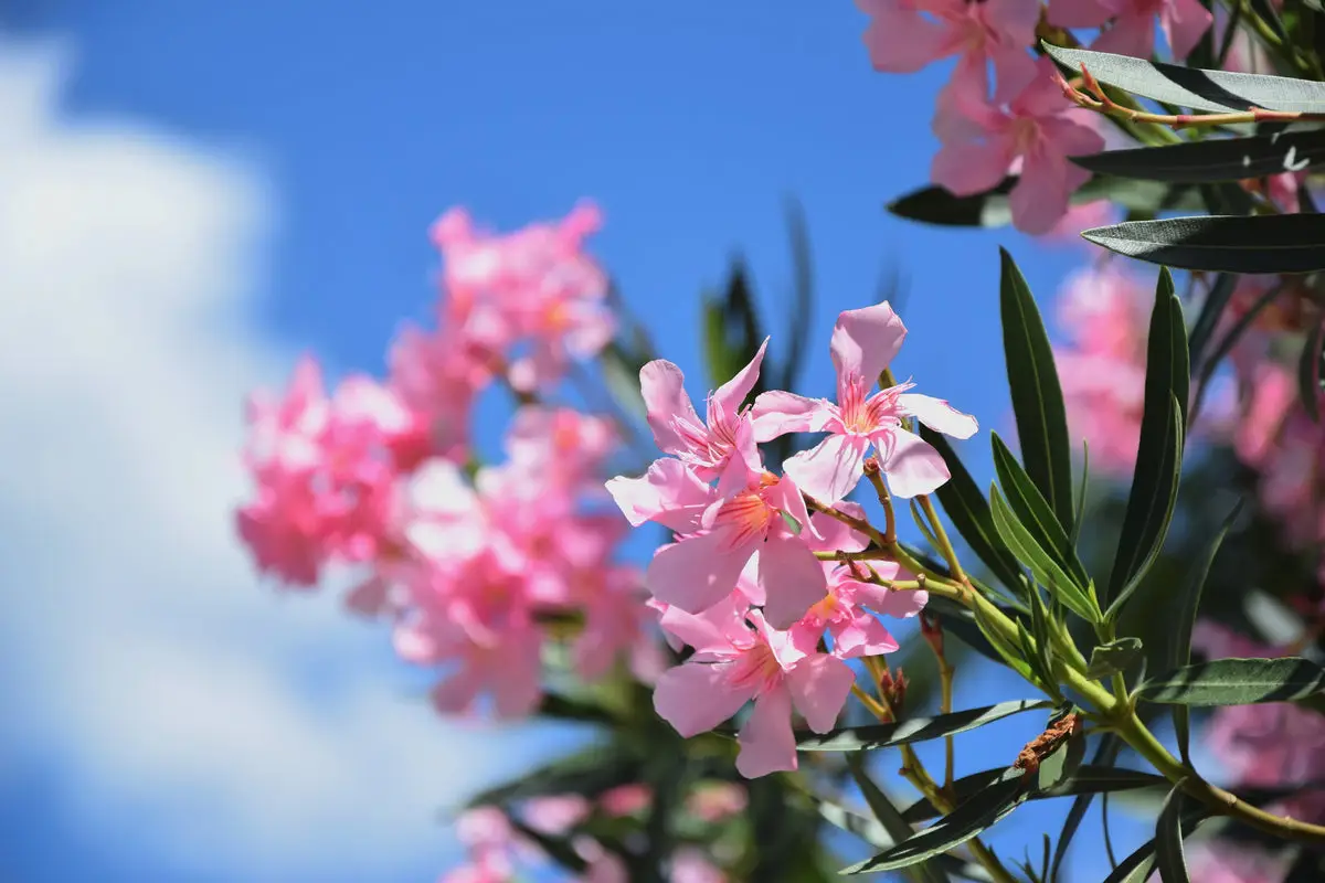 abcFlora Flowers Worldwide product image