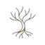 Roots - Calm Mind Wisdom